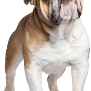 Bulldog PNG