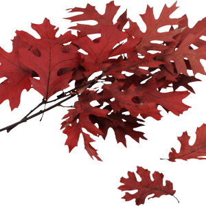 autumn PNG leaf