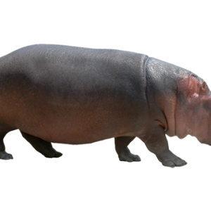 Hippo PNG