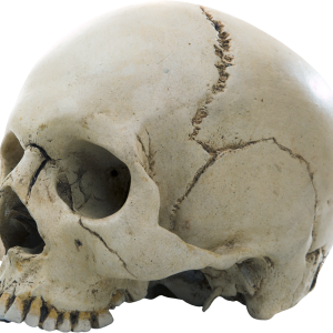 Skull PNG