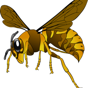 Wasp PNG