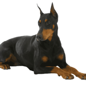 Dog PNG