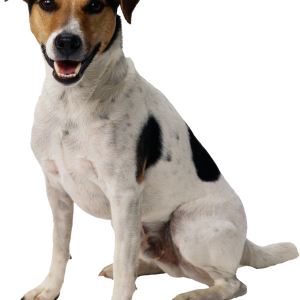 Dog PNG
