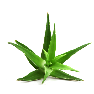 Aloe vera PNG