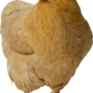 Chicken PNG image