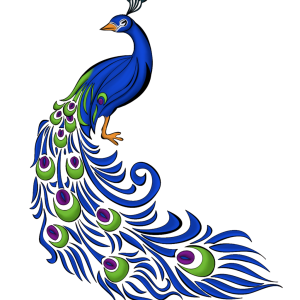 Peacock PNG