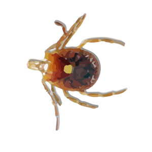 Tick insect PNG