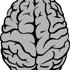 Brain PNG