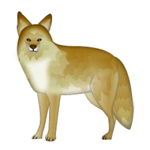 Jackal, coyote PNG