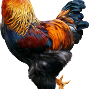 Cock PNG