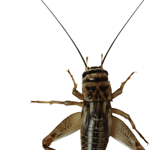 insect bug PNG image
