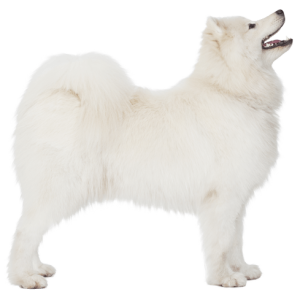 Samoyed PNG