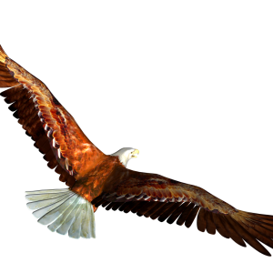 Eagle PNG image, free download