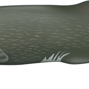 Sperm whale PNG