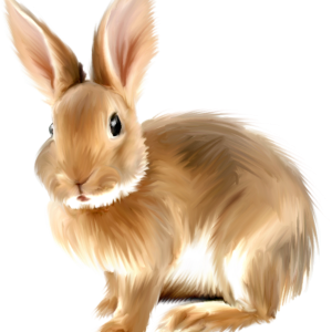 rabbit PNG image