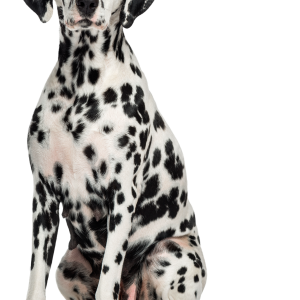 Dalmatian dog sitting PNG