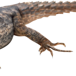 Lizard PNG
