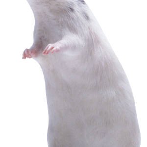 mouse, rat PNG image