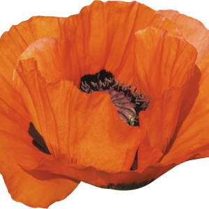 Poppy flower PNG