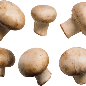 Mushroom PNG image