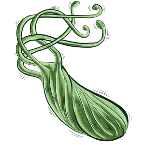 Bacteria PNG