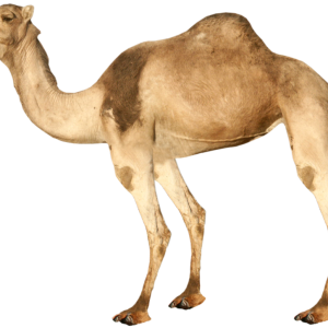 Camel PNG