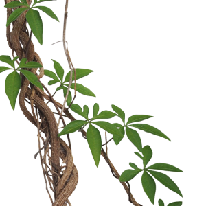 Jungle PNG