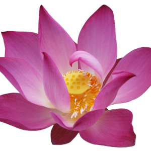 Lotus flower PNG