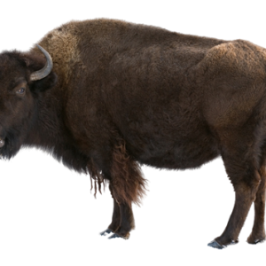 Bison PNG