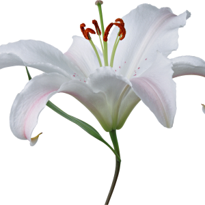 Lilium PNG