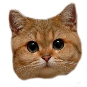 Cat PNG head