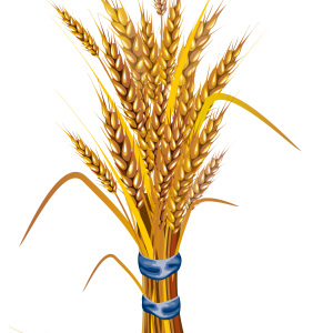 Wheat PNG