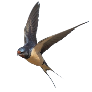 Swallow PNG
