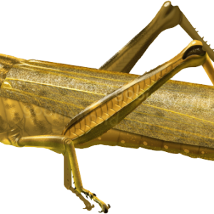 Grasshopper PNG