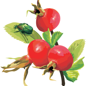 Rose hip PNG
