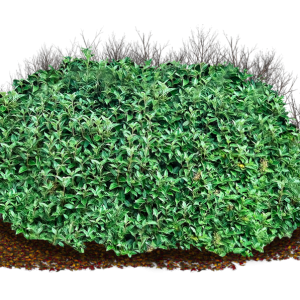 Bush PNG image