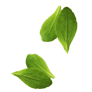Basil PNG