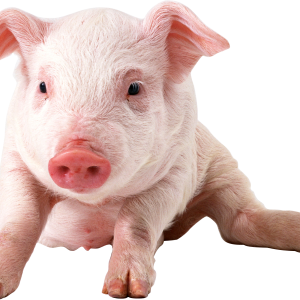 pig PNG image