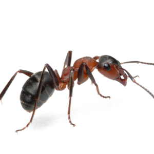 ant PNG