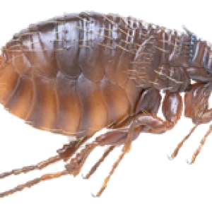 Flea PNG