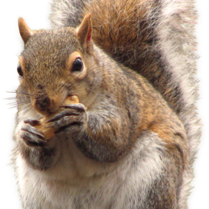 Squirrel PNG