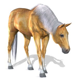Horse png image