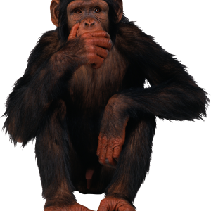 Monkey PNG