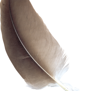 Feather PNG