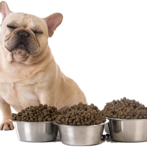 Bulldog sitting near food PNG