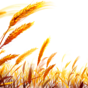 Wheat PNG