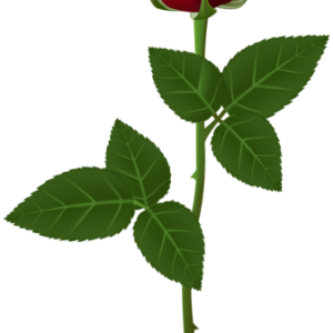 Rose PNG
