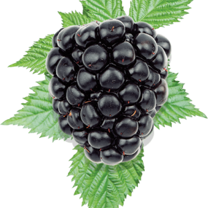 Blackberry PNG