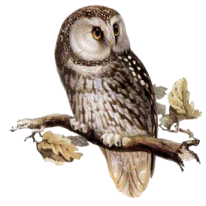 Owl PNG