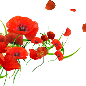 Poppy flower PNG